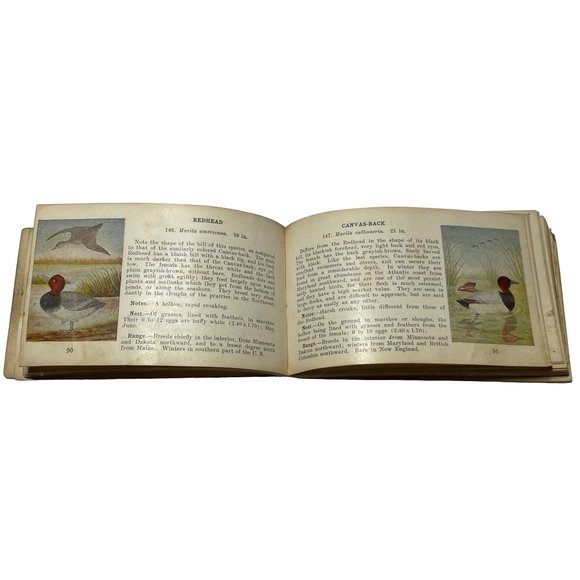 Vintage Antique 1921 Bird Guide Book Water Game and Birds of Prey Chester Reed - Picture 3 of 10